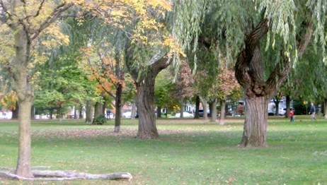 Image of Wanless Park